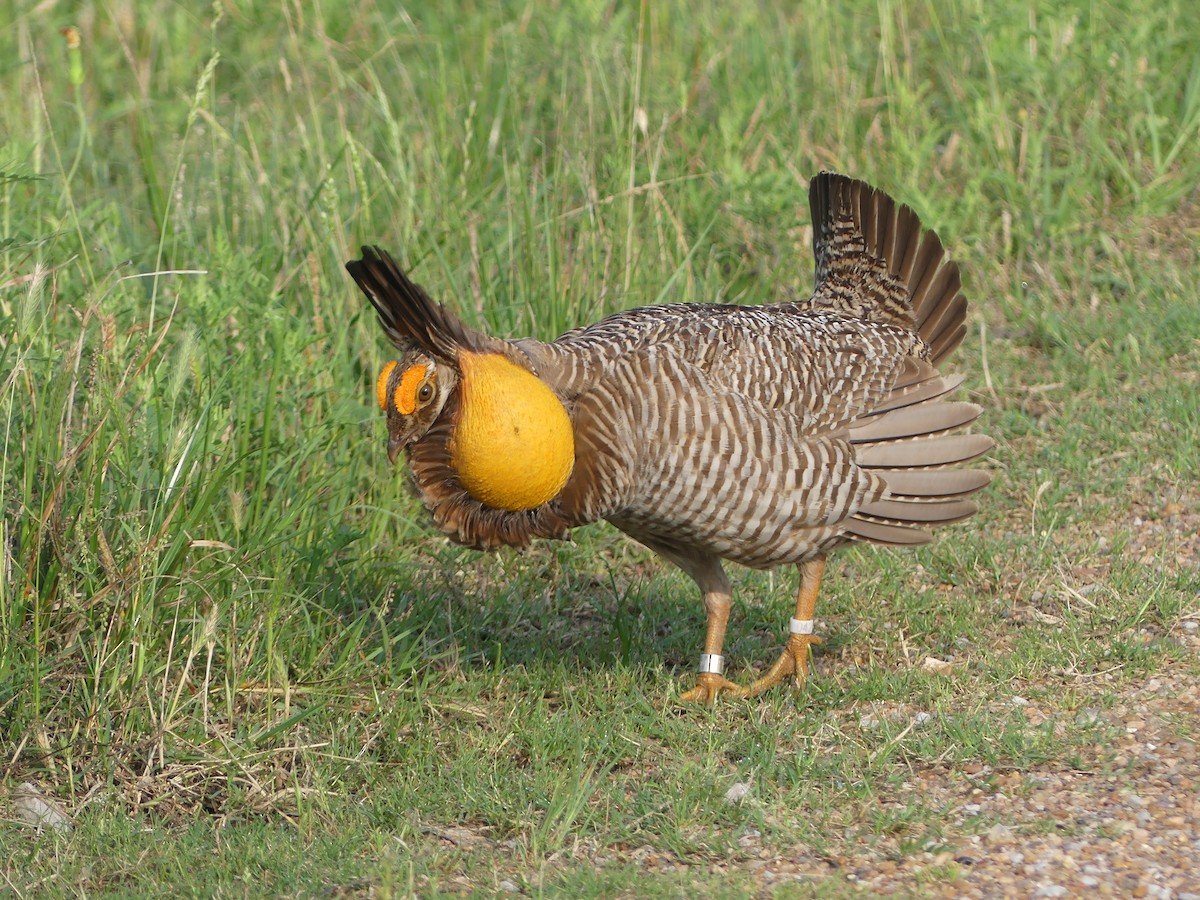 Greater Prairie-Chicken (Attwater's) - ML618442046