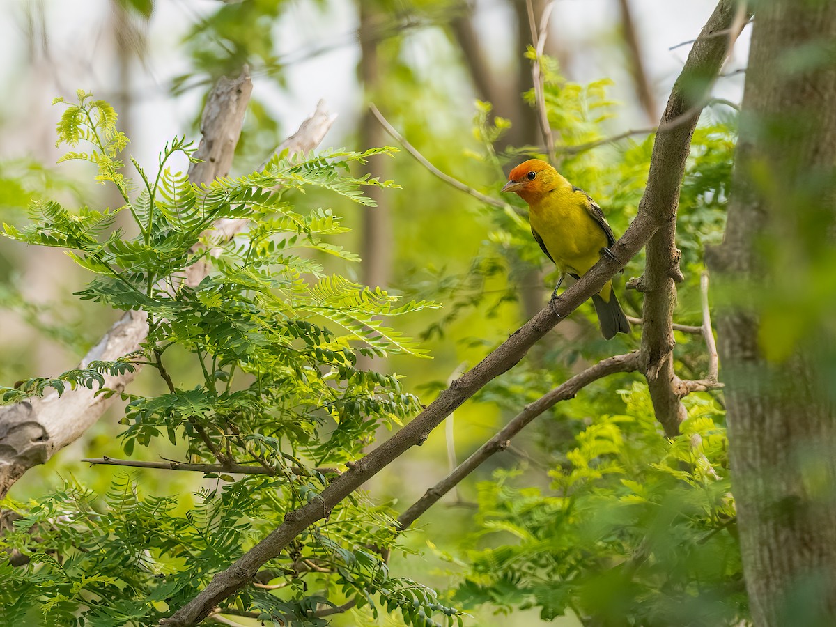 Western Tanager - ML618442070