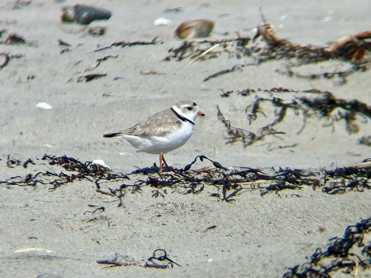 Piping Plover - Zach A
