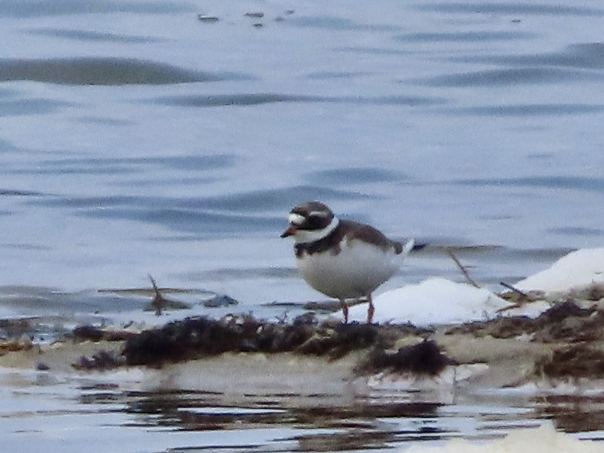 Common Ringed Plover - ML618442110
