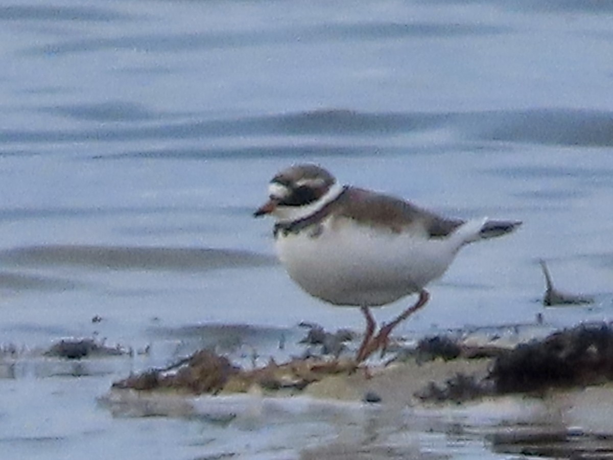Common Ringed Plover - ML618442111