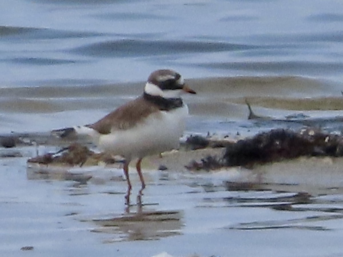 Common Ringed Plover - ML618442112