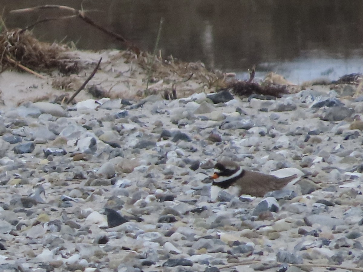 Common Ringed Plover - ML618442113