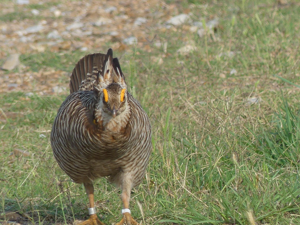 Greater Prairie-Chicken (Attwater's) - ML618442125