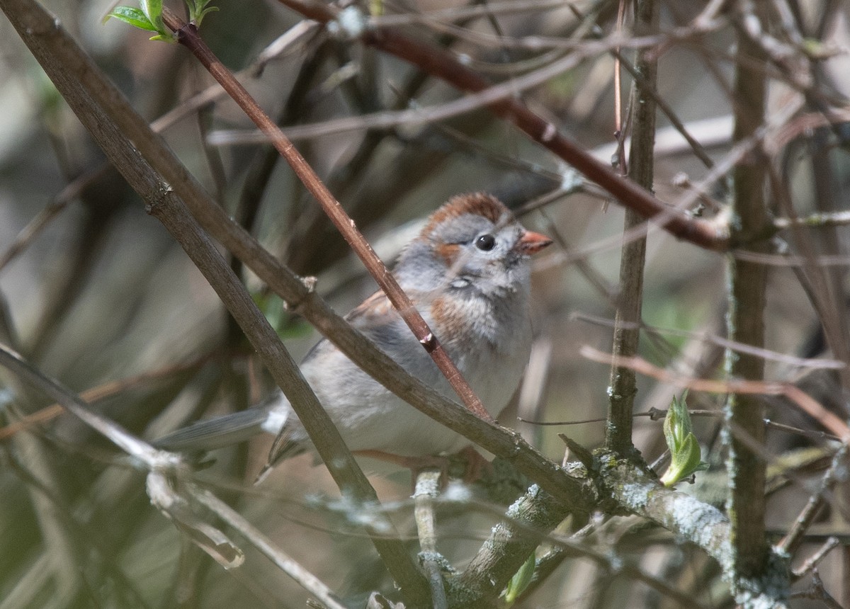 Field Sparrow - ML618442130