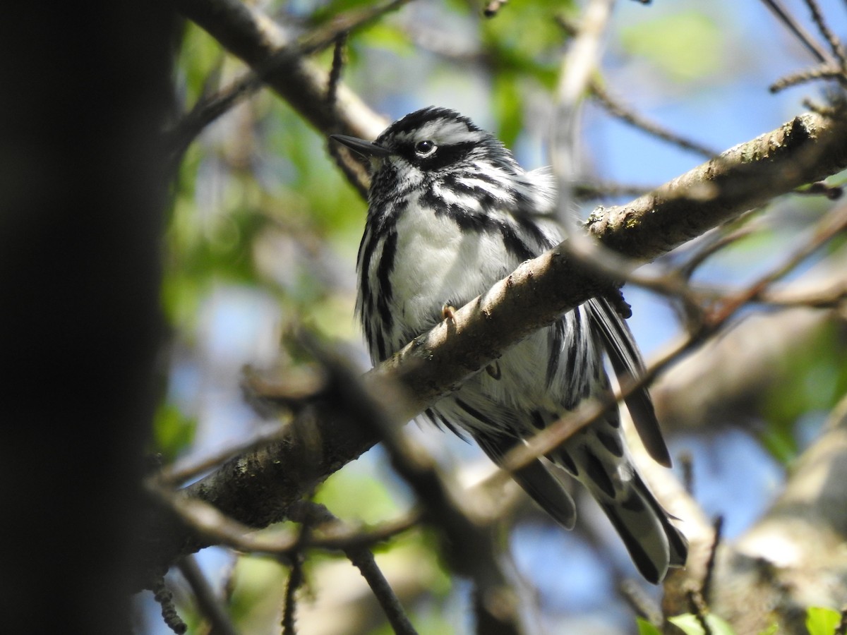 Black-and-white Warbler - ML618442132