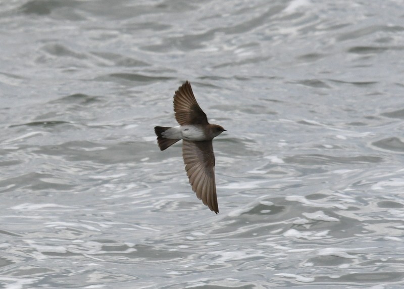 Northern Rough-winged Swallow - ML618442152