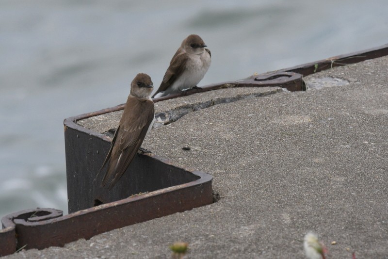 Northern Rough-winged Swallow - ML618442154