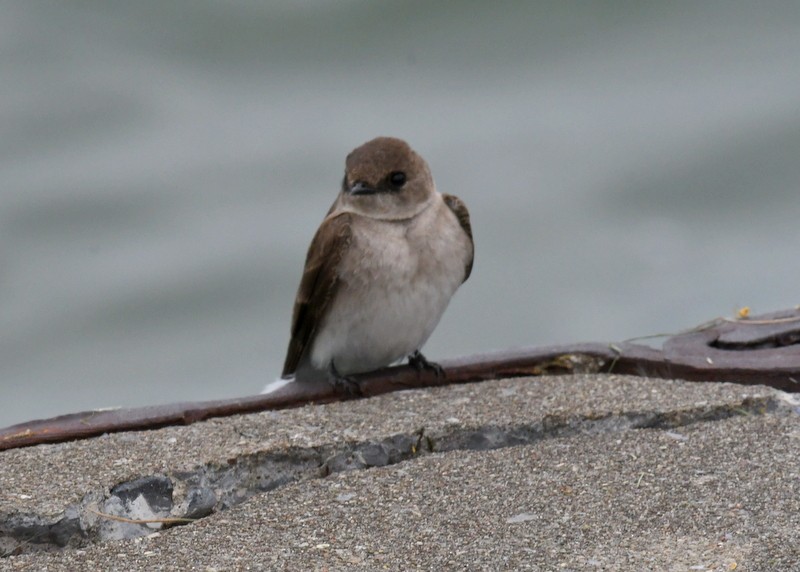 Northern Rough-winged Swallow - ML618442155