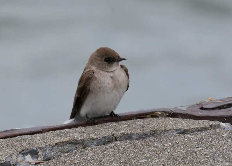 Northern Rough-winged Swallow - ML618442159