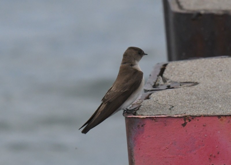 Northern Rough-winged Swallow - Doug Daniels