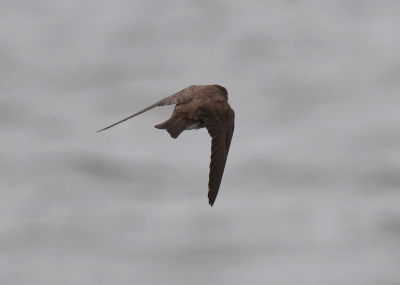 Northern Rough-winged Swallow - ML618442168