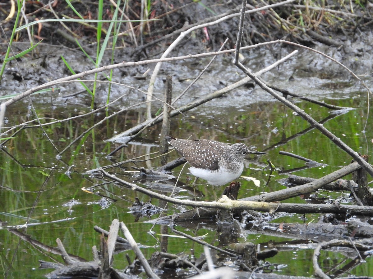 Solitary Sandpiper - Terry  Little