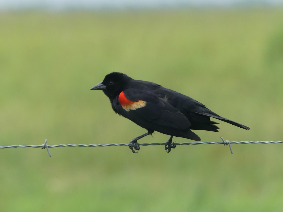 Red-winged Blackbird - ML618442188