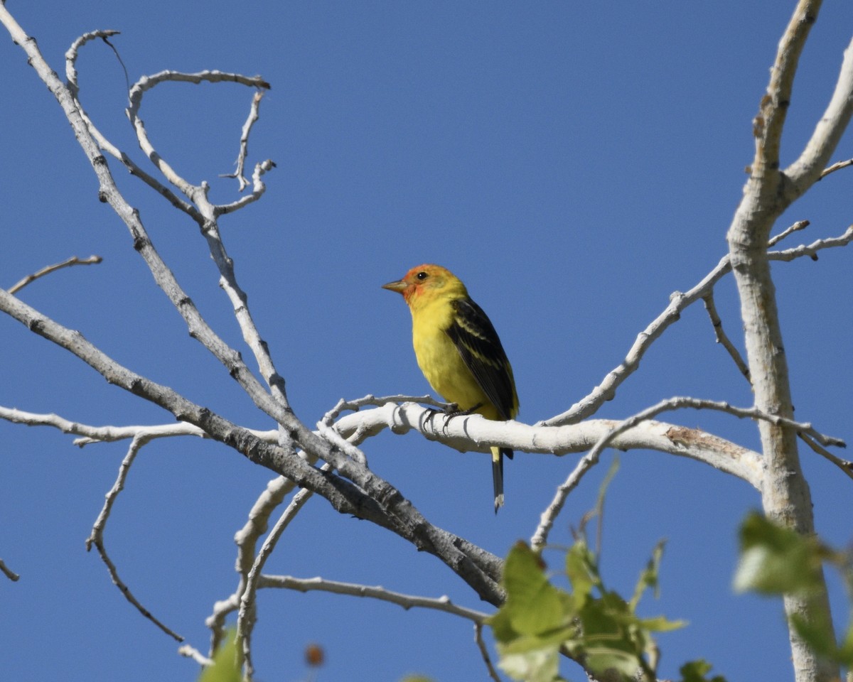 Western Tanager - ML618442291