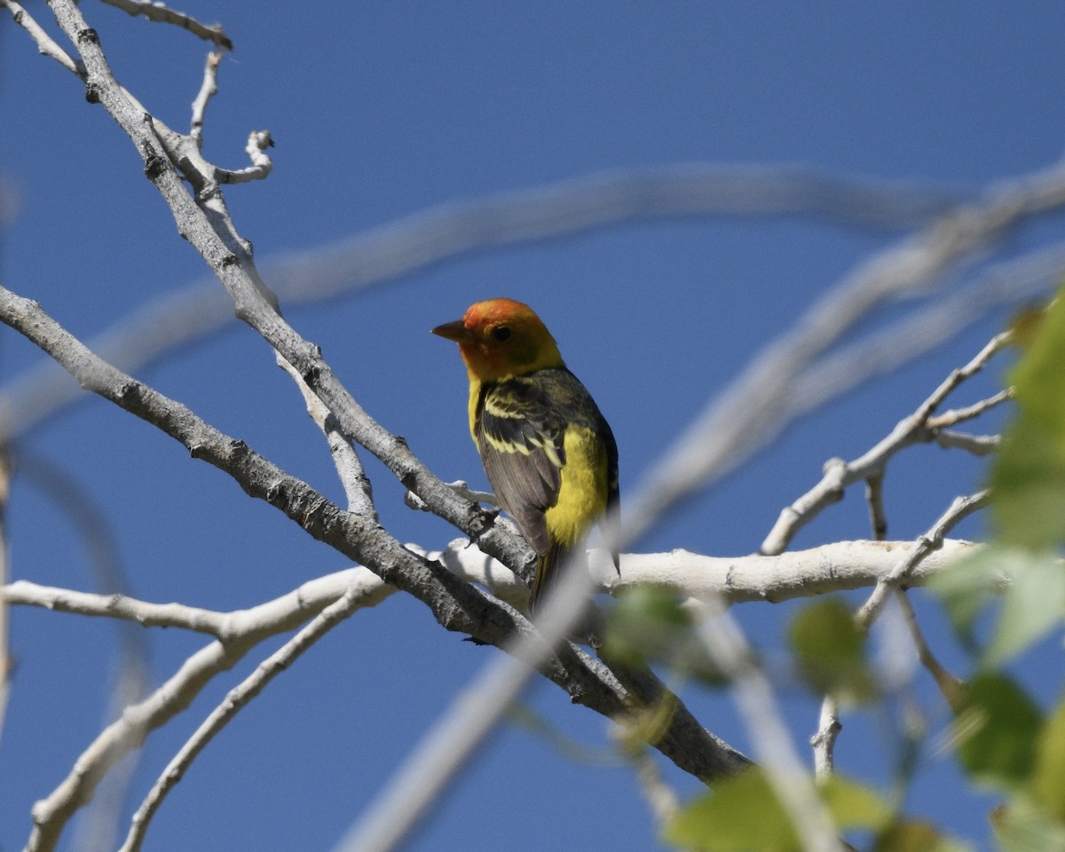Western Tanager - ML618442316