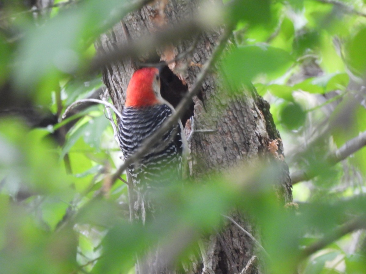 Red-bellied Woodpecker - ML618442351