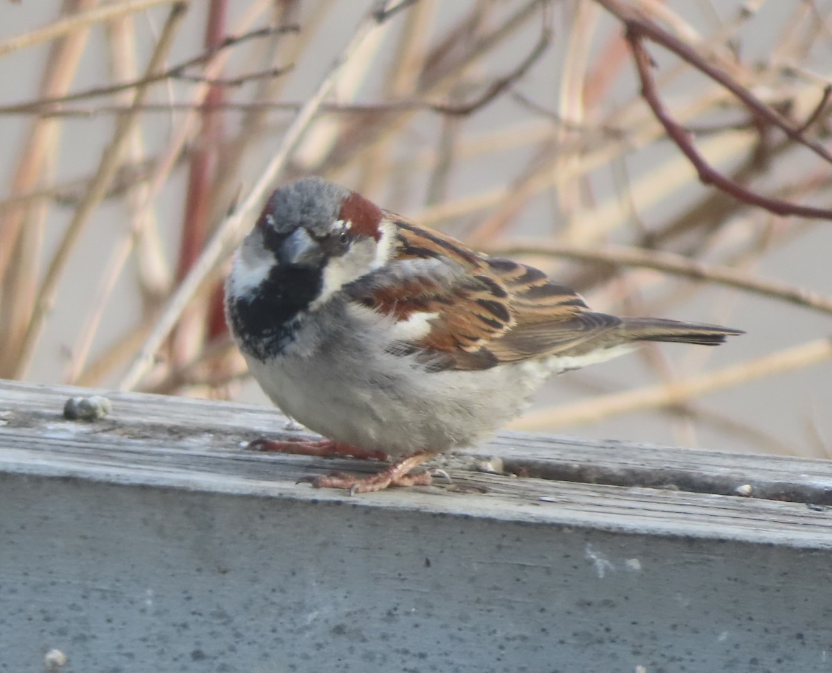 House Sparrow - ML618442406