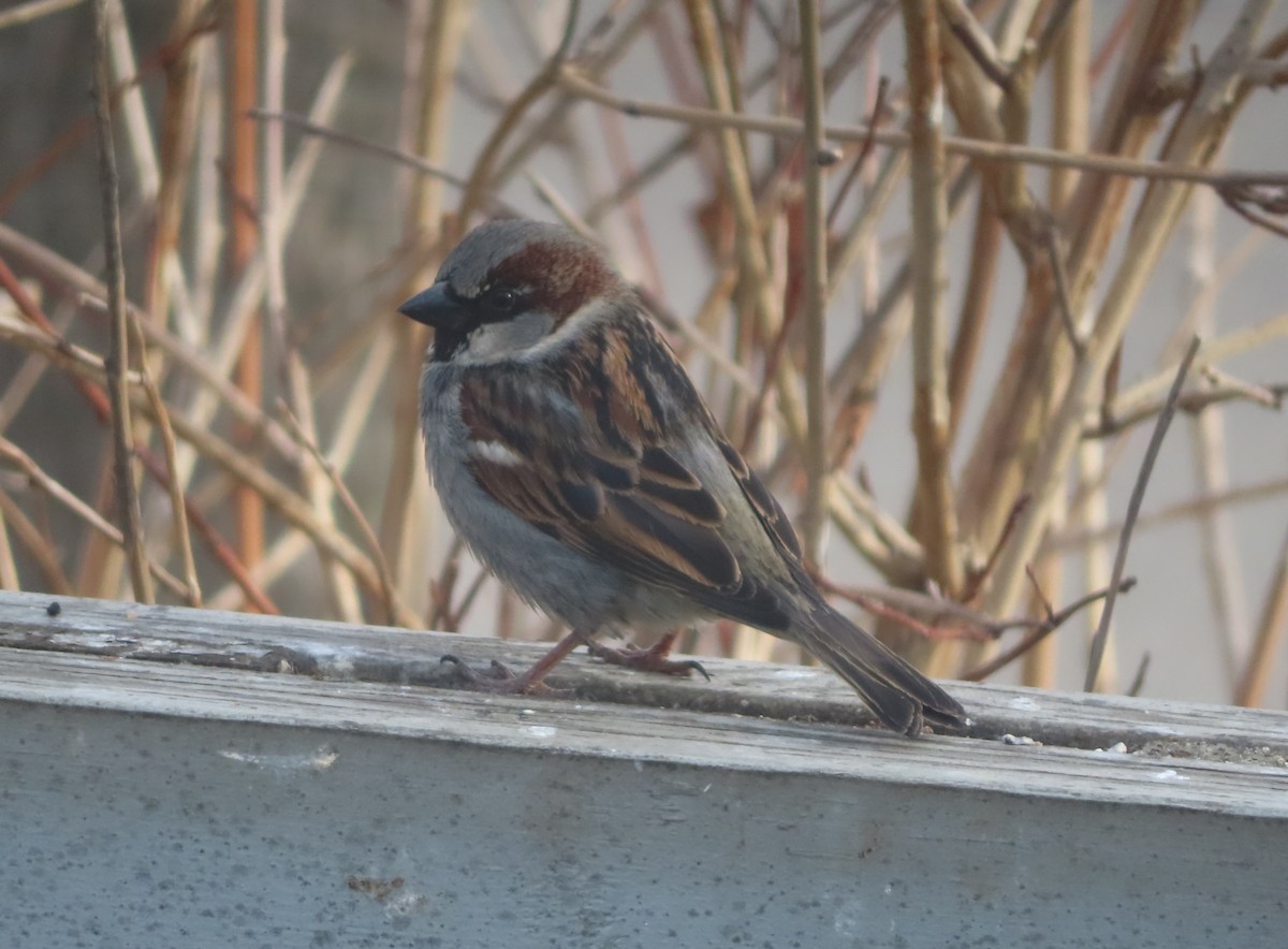 House Sparrow - ML618442429