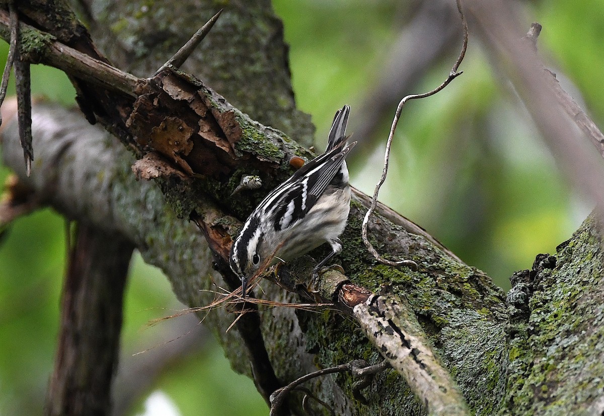 Black-and-white Warbler - ML618442478