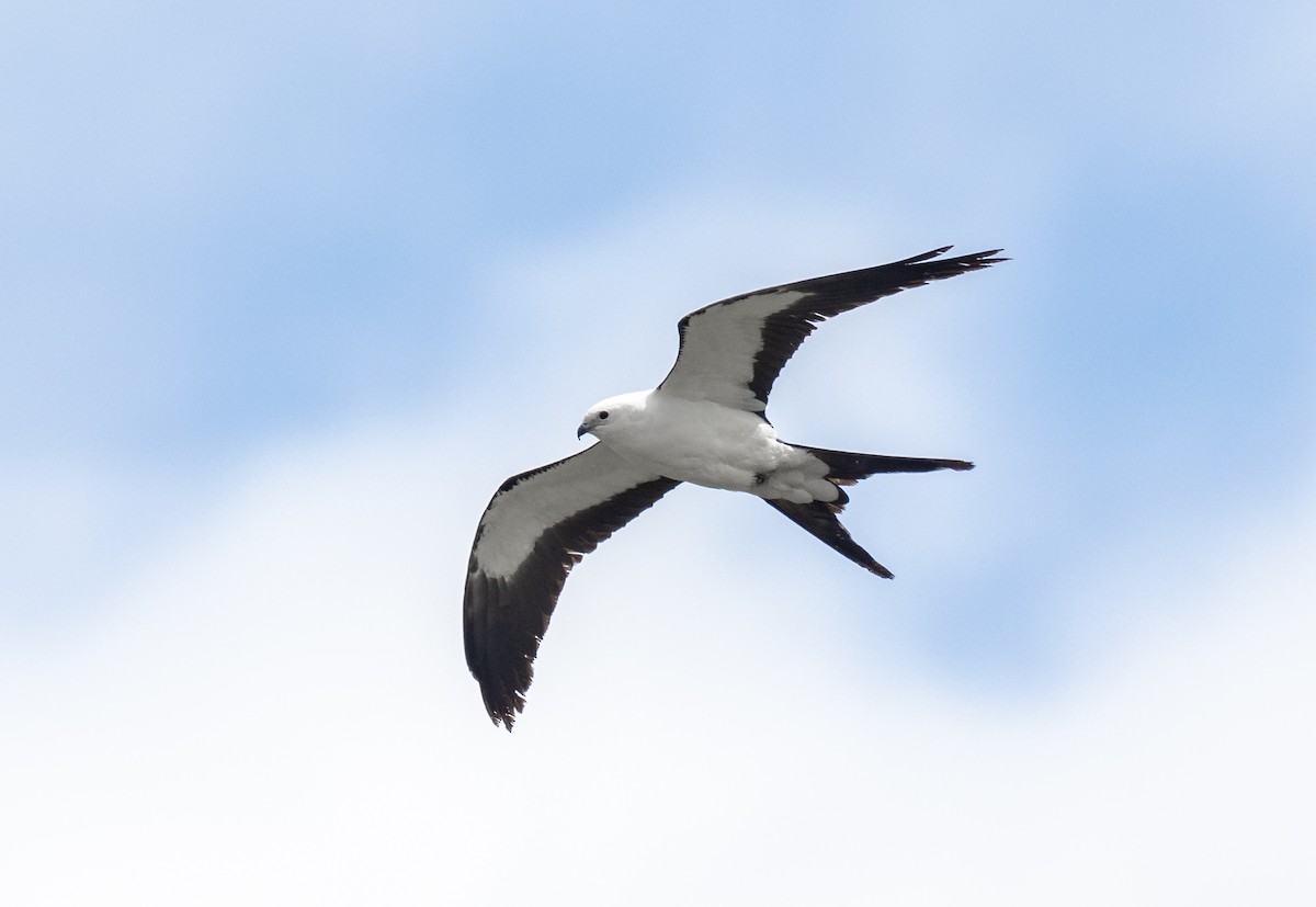 Swallow-tailed Kite - ML618442484