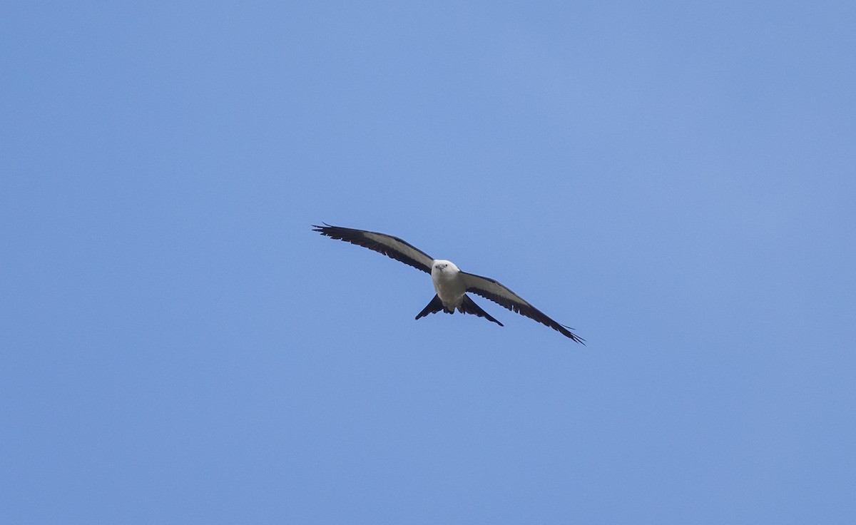 Swallow-tailed Kite - Matthew Sabourin