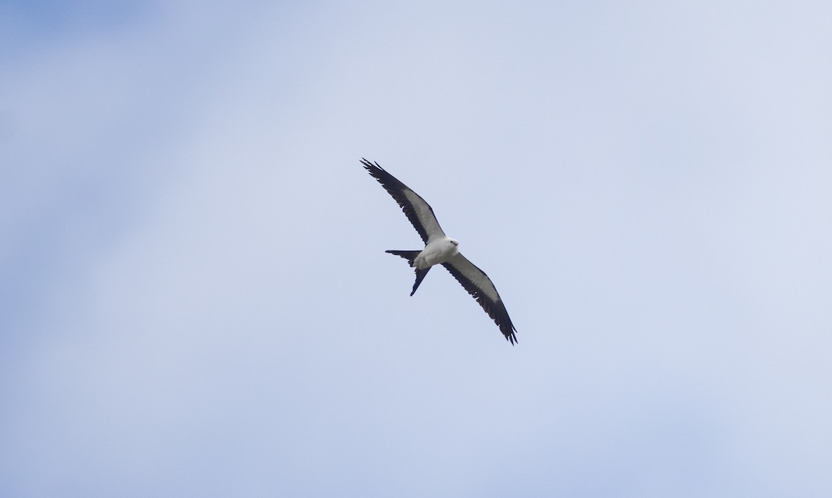 Swallow-tailed Kite - Matthew Sabourin