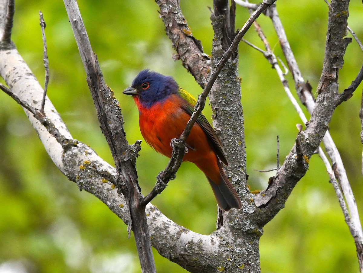 Painted Bunting - ML618442508