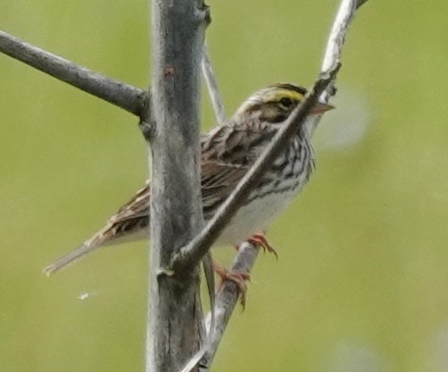 Savannah Sparrow - ML618442517