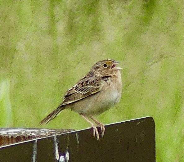 Grasshopper Sparrow - ML618442530