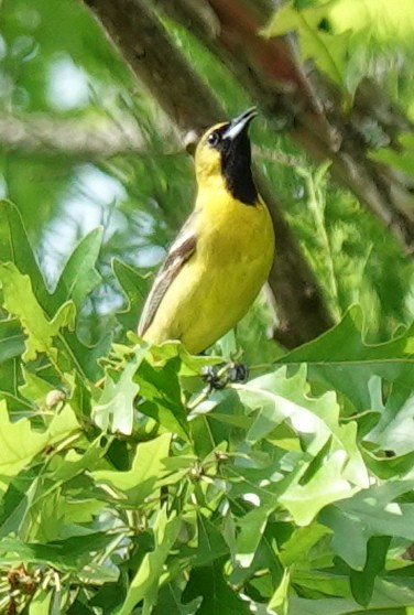 Orchard Oriole - ML618442532