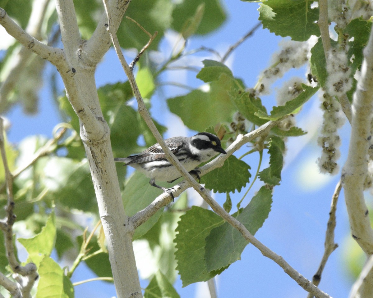 Black-throated Gray Warbler - ML618442535