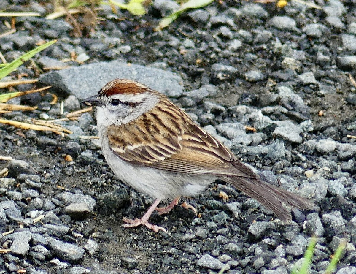 Chipping Sparrow - ML618442561