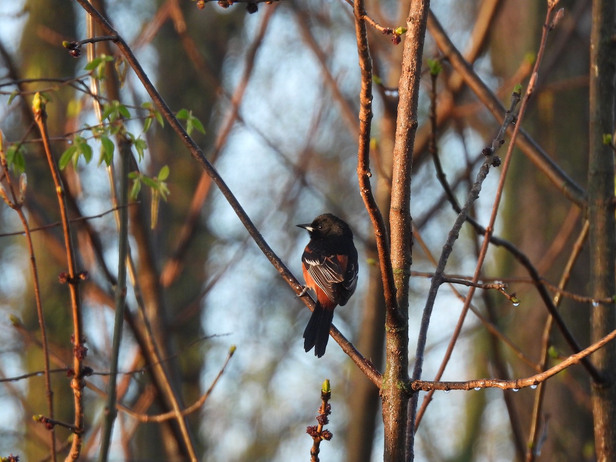 Orchard Oriole - Cathy Olyphant