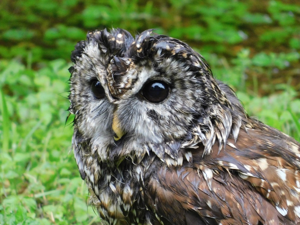 Barred Owl - ML618442620