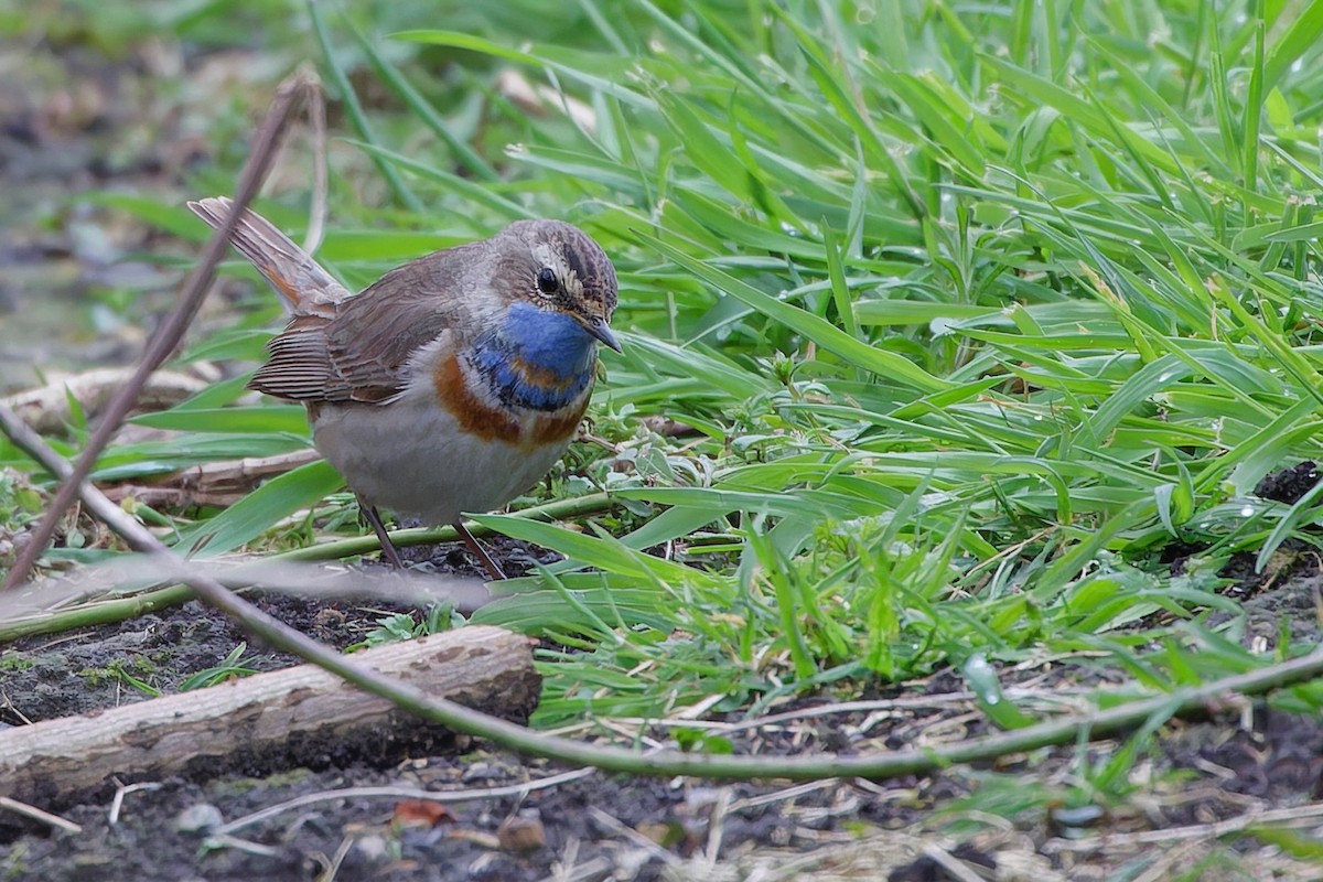Bluethroat (Red-spotted) - ML618442649