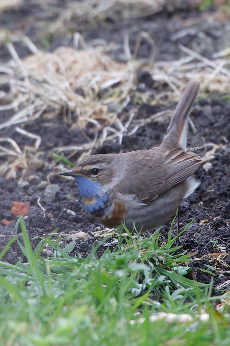 Bluethroat (Red-spotted) - ML618442650
