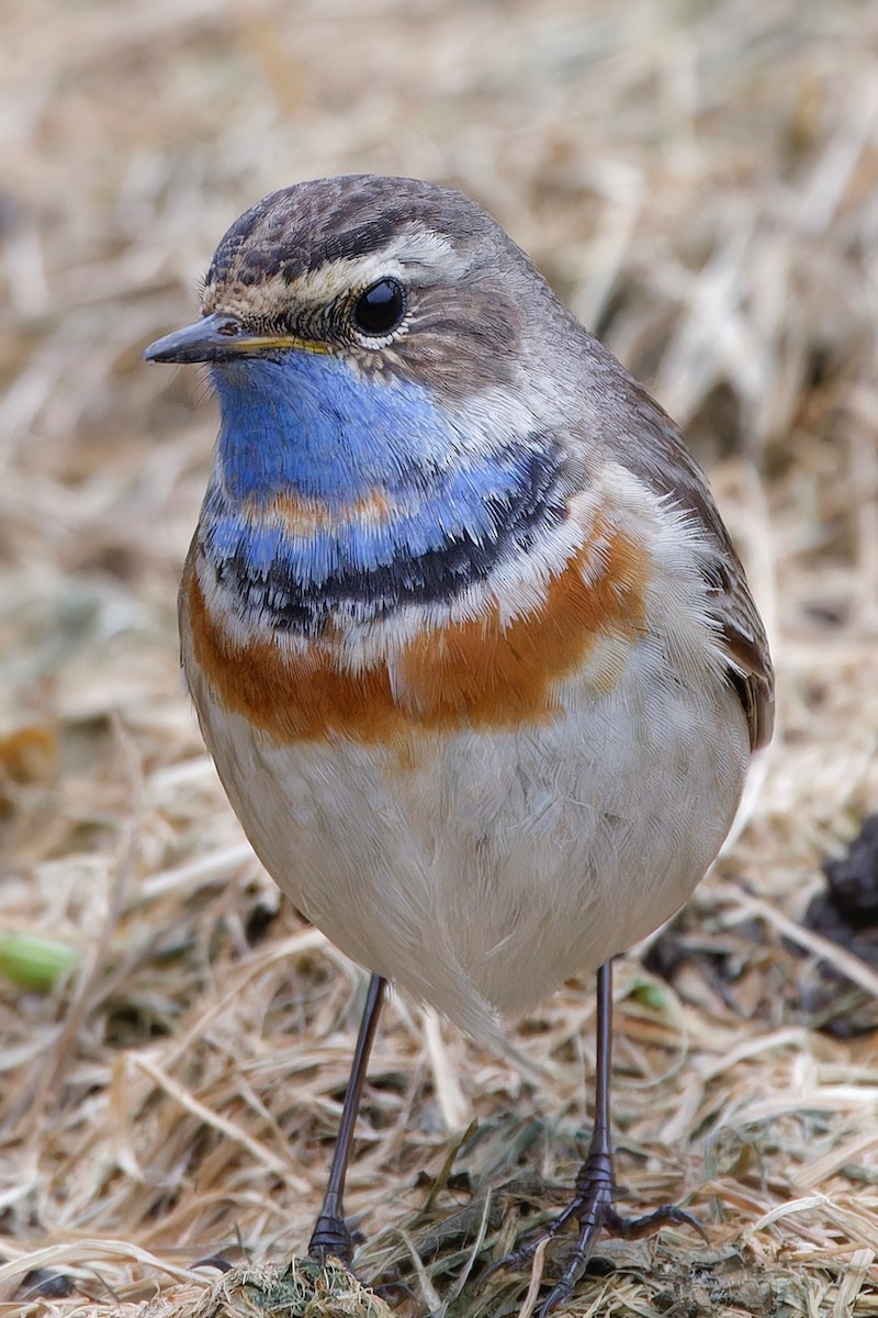 Bluethroat (Red-spotted) - ML618442651