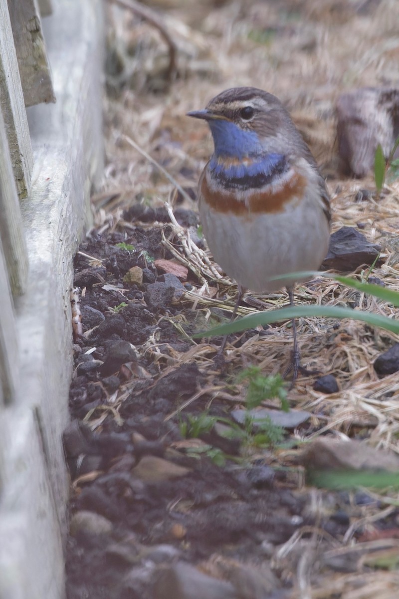 Bluethroat (Red-spotted) - ML618442652
