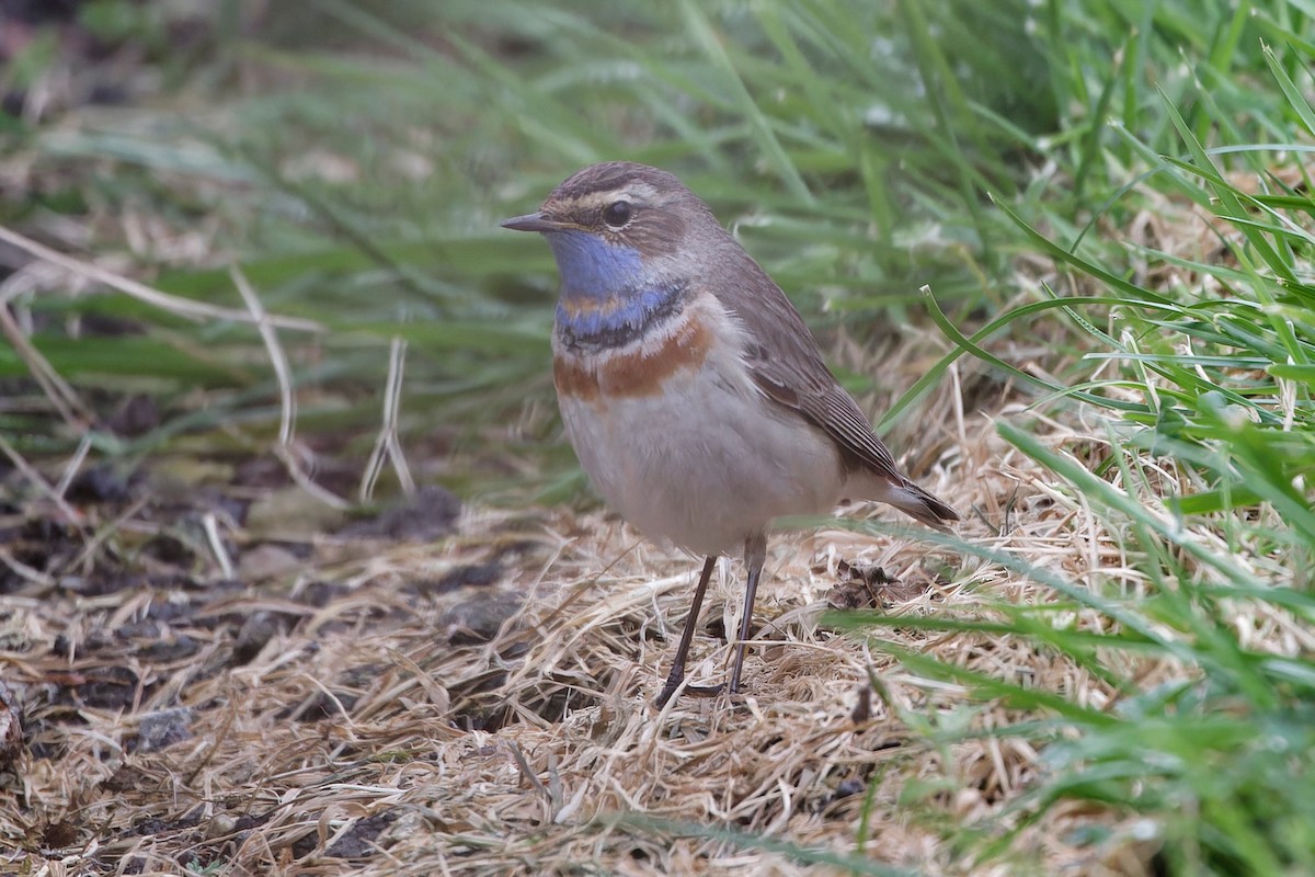 Bluethroat (Red-spotted) - ML618442653