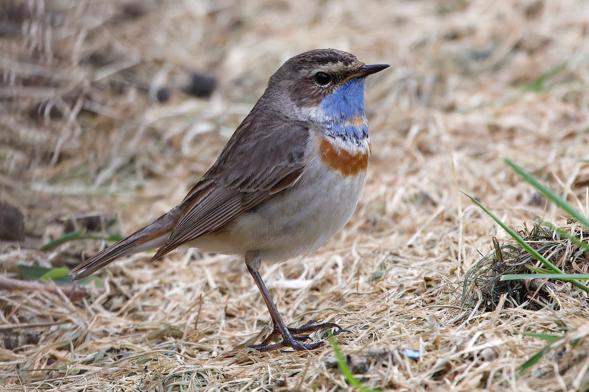 Bluethroat (Red-spotted) - ML618442654