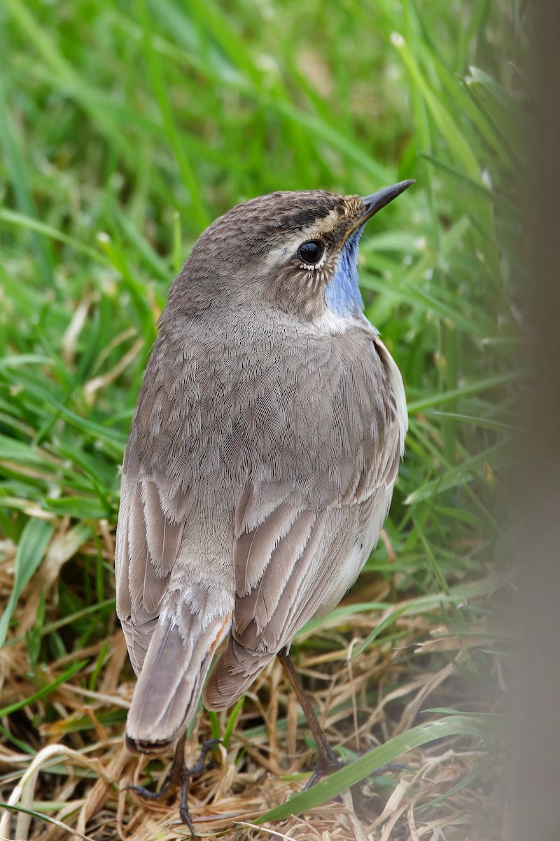 Bluethroat (Red-spotted) - ML618442655