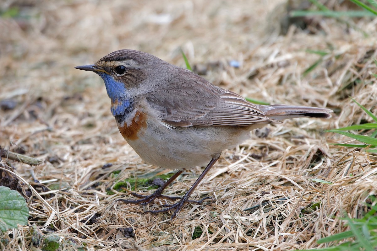 Bluethroat (Red-spotted) - ML618442656