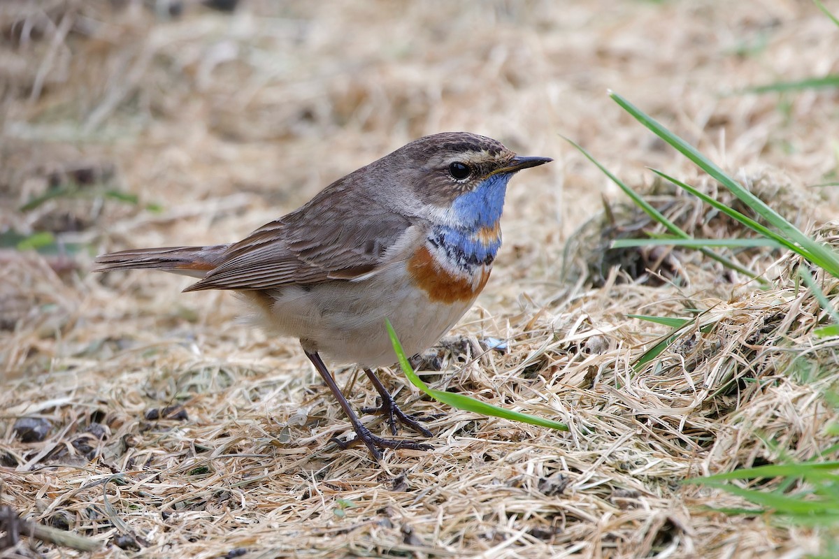 Bluethroat (Red-spotted) - ML618442657