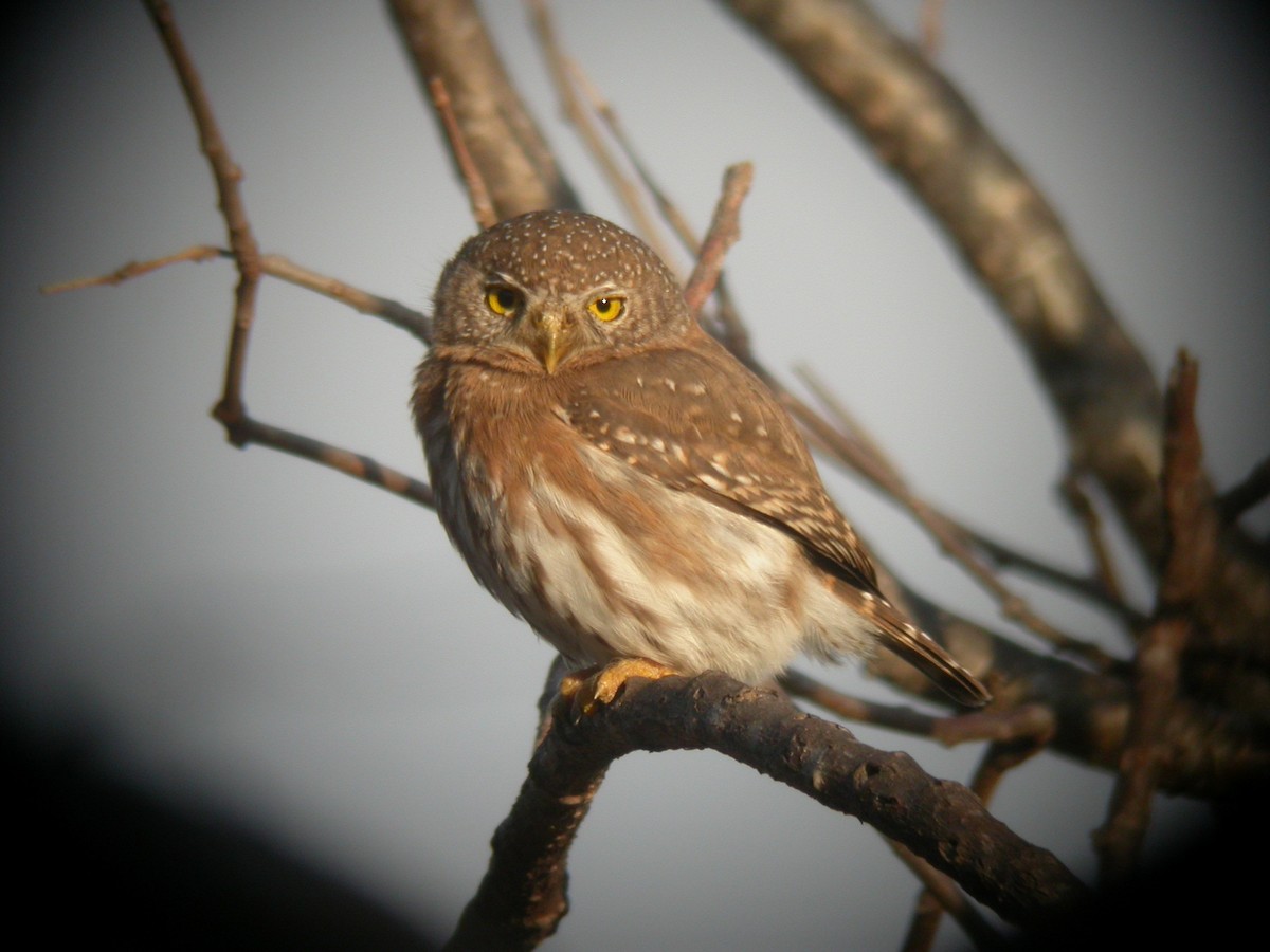 Colima Pygmy-Owl - ML618442675