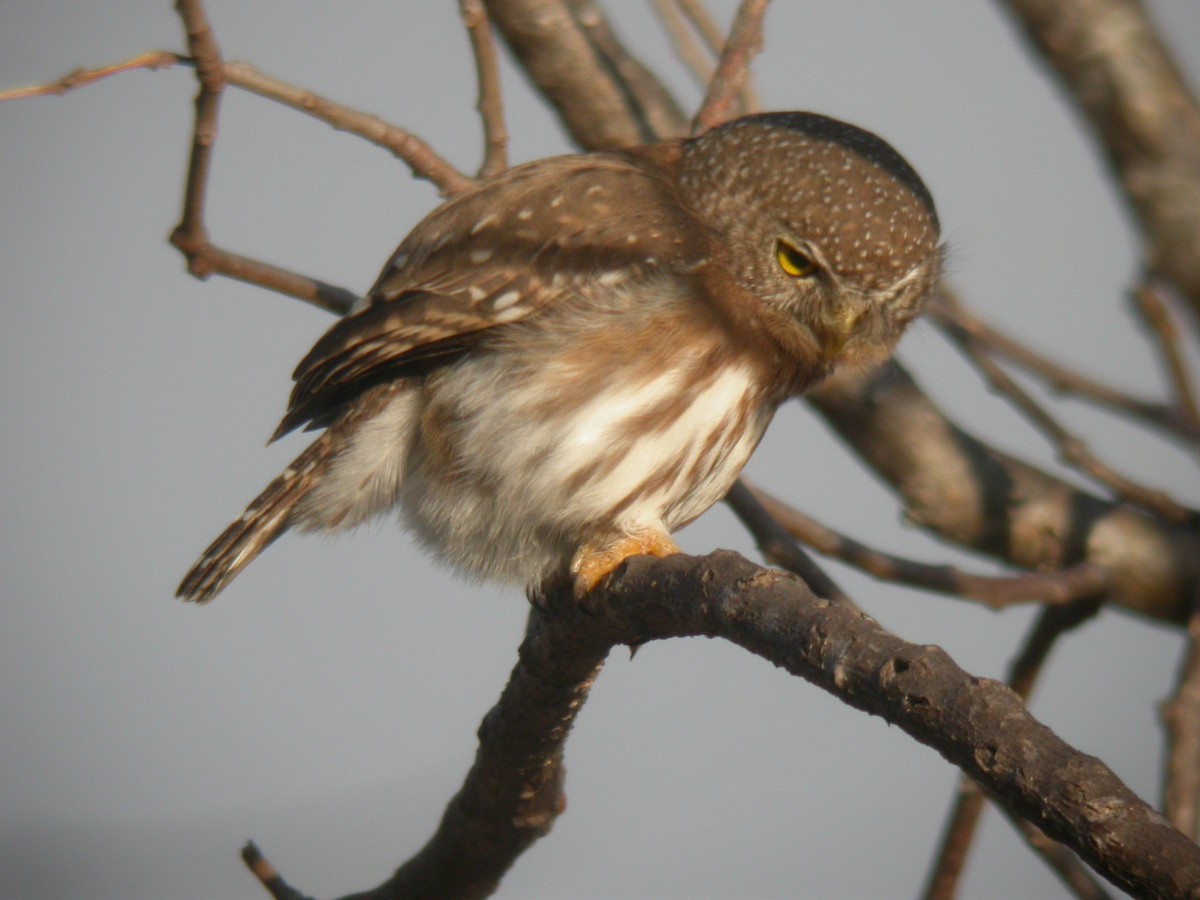 Colima Pygmy-Owl - ML618442703
