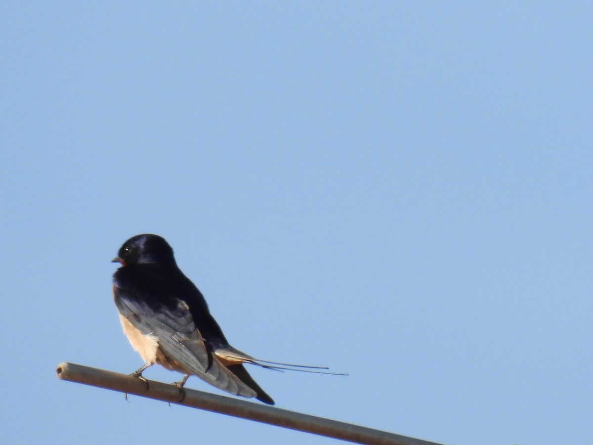 Barn Swallow - ML618442716