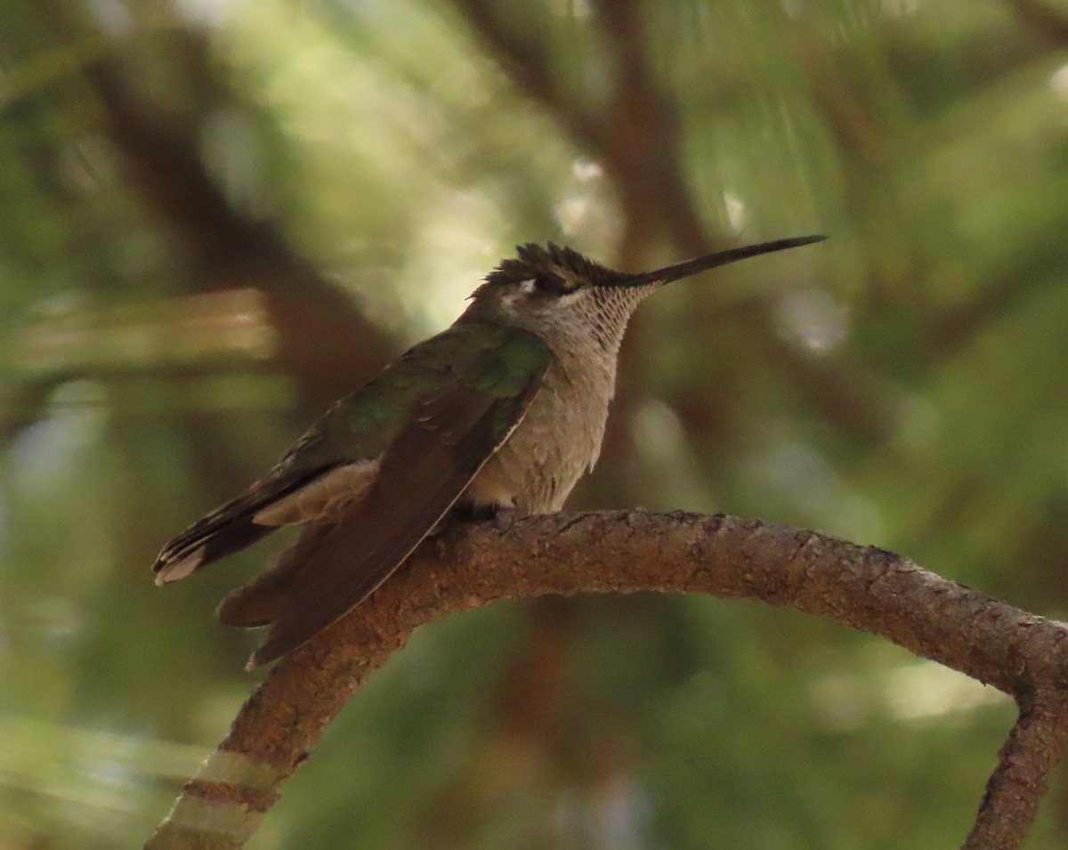 Rivoli's Hummingbird - ML618442723