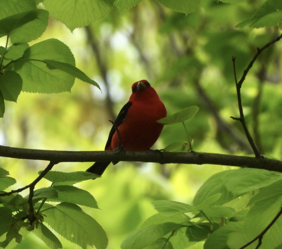 Scarlet Tanager - ML618442727