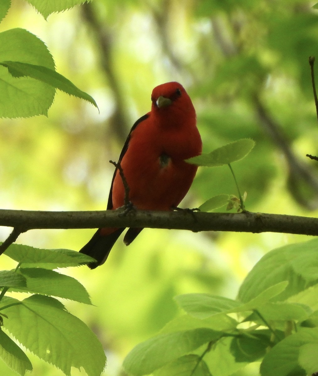 Scarlet Tanager - ML618442728